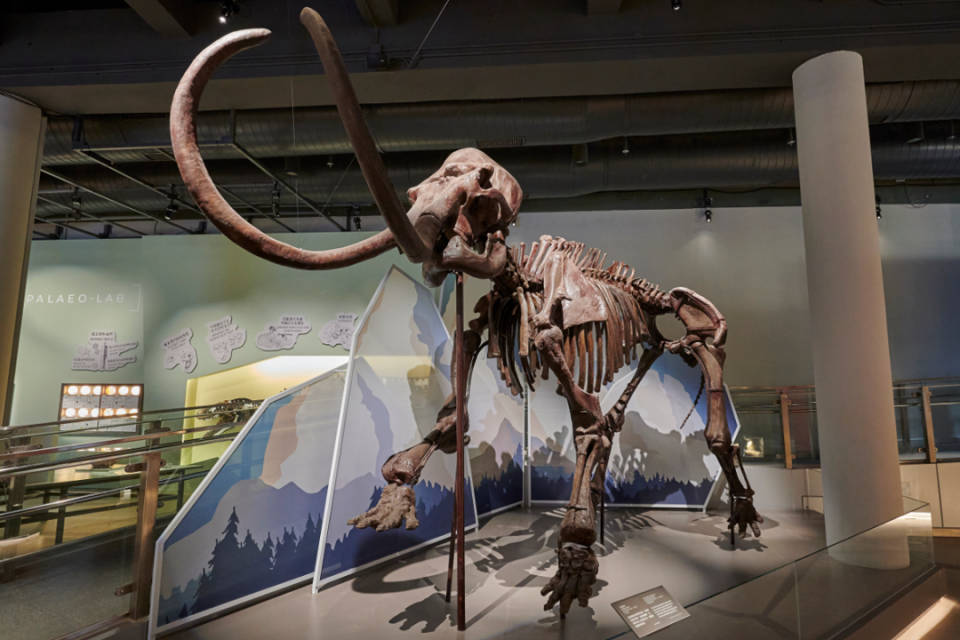 香港好去處｜科學館全新常設展廳「古生物展廳」開幕！展出真猛獁象、恐爪龍等逾百組珍貴化石、與機械恐龍互動