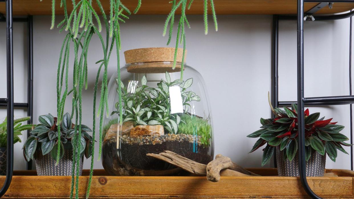 a group of plants in a room