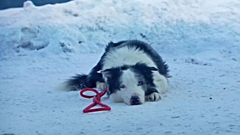 Messi the dog, as 'Snoop' in Anatomy of a Fall