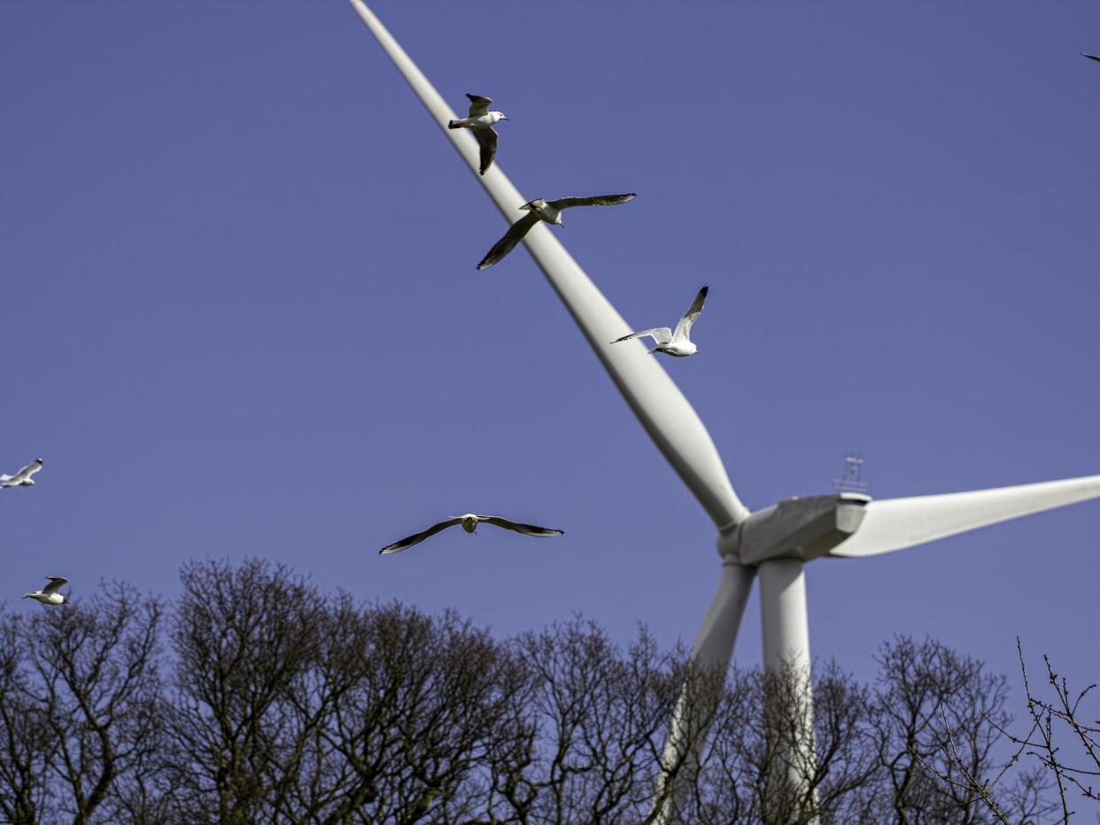 Wind turbines acting as ‘apex predators’ by driving down bird numbers, study finds (getty)