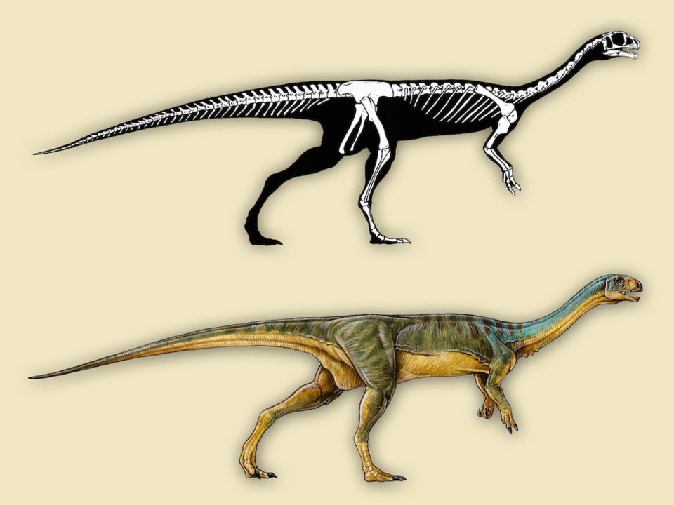 Chilesaurus diegosuarezi has characteristics of three different dinosaur groups. Its pubic bone points backward like that of an ornithischian dinosaur, perhaps because it provided the gut more surface area with which to digest plant matter. <cite>Gabriel Lío</cite>