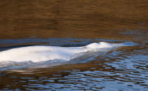 Beluga whale that strayed into France's Seine river swims near the Notre-Dame-de-la-Garenne lock in Saint-Pierre-la-Garenne, west of Paris, France, Tuesday, Aug. 9, 2022. (Benoit Tessier / Pool via AP)