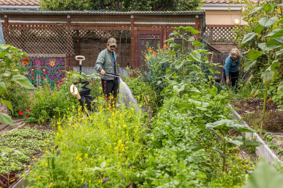 Two people standing among densely planted rows of vegetables at Urban Homestead.