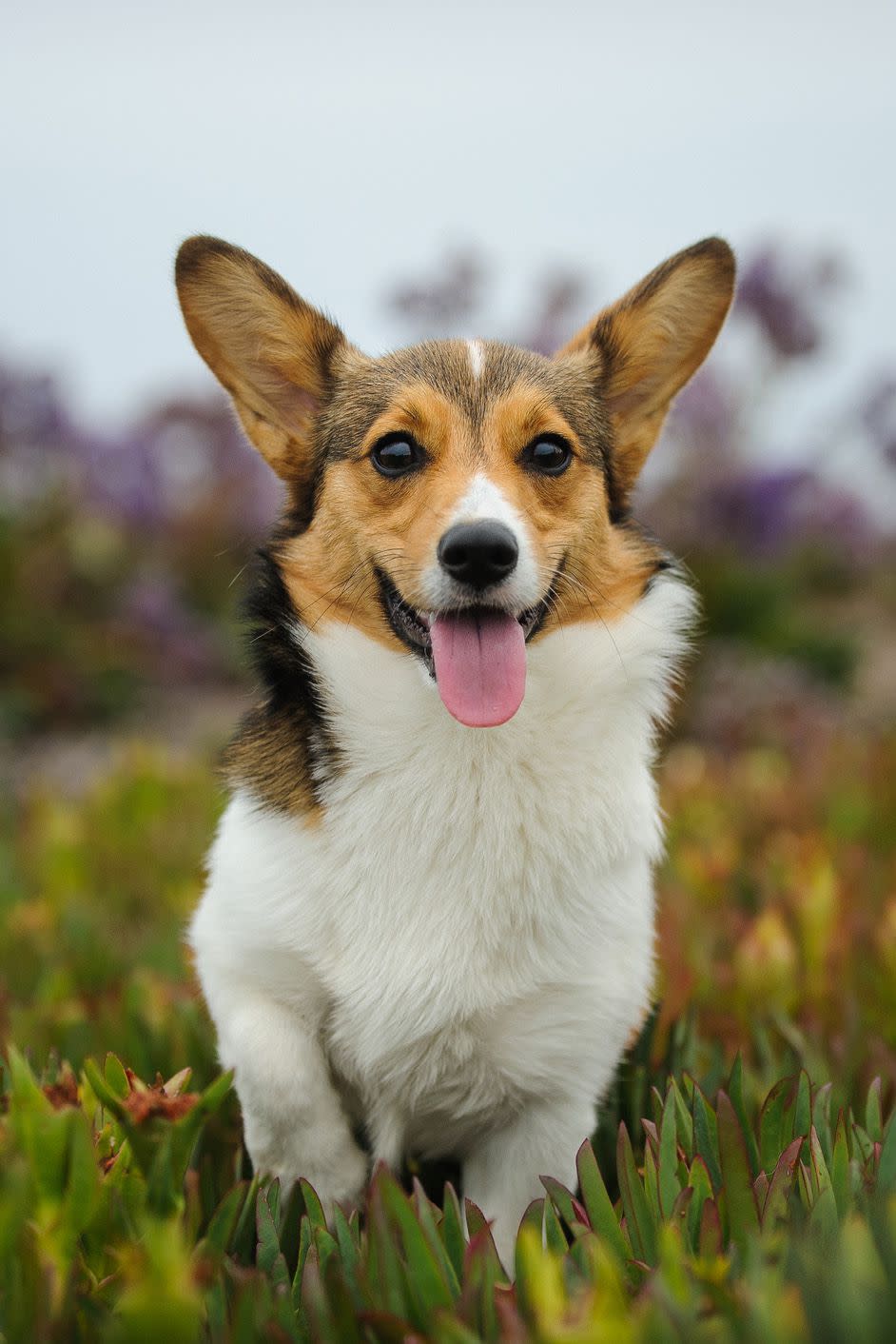 13) Pembroke Welsh Corgi