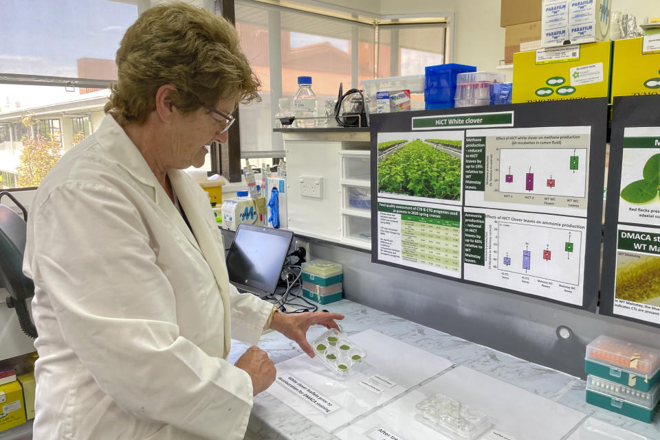 Christine Voisey, a senior scientist at AgResearch, inspects leaf samples in a laboratory in Palmerston North, New Zealand, on Nov. 3, 2022. New Zealand scientists are coming up with some surprising solutions for how to reduce methane emissions from farm animals. (AP Photo/Nick Perry)