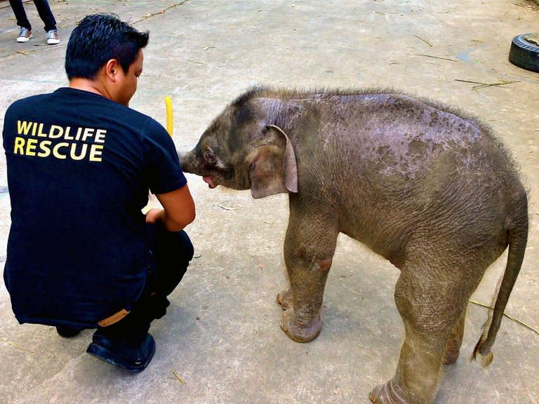 A wildlife official attends to an orphaned three-month-old baby pygmy elephant at Lok Kawi Zoo in Kota Kinabalu, Malaysia's Sabah state, January 31, 2013. A fourteenth rare Borneo pygmy elephant has been found dead of suspected poisoning, Malaysian officials said Thursday, the latest in a series of fatalities that has shaken conservation efforts