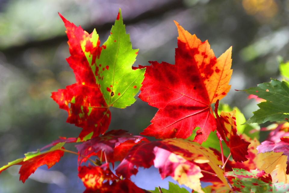 Leaf peeping is in full swing Oct. 17, 2021, at Minnewaska State Park Preserve in Ulster County, NY.