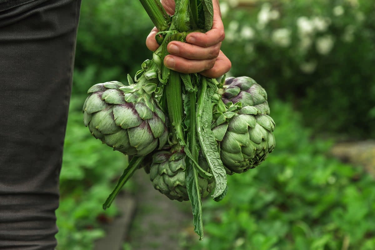 perennial vegetables