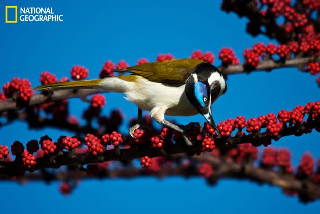 Un méliphage à oreillons bleus mange sur une branche, en Australie. Toutes les photos sur <a href="http://ngm.nationalgeographic.com/your-shot/weekly-wrapper" rel="nofollow noopener" target="_blank" data-ylk="slk:nationalgeographic.com;elm:context_link;itc:0;sec:content-canvas" class="link ">nationalgeographic.com </a>