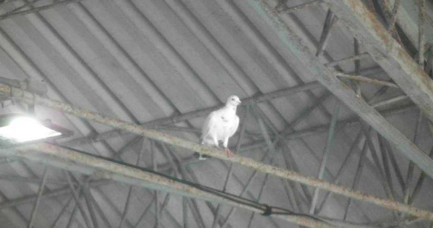 1隻白鴿飛進殉職飛官朱冠甍告別式，同袍：「是冠甍回來看大家嗎？」（圖／民眾提供）