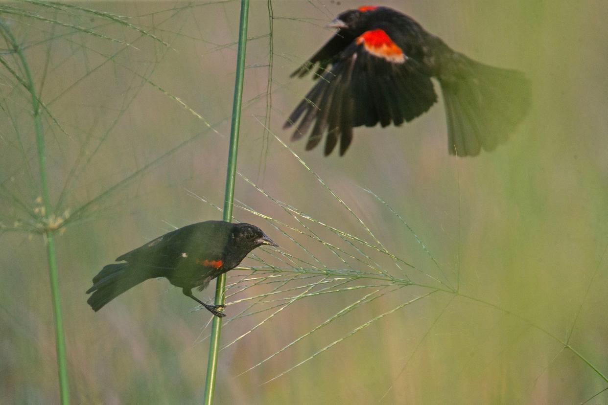 Two male Red-winged Blackbirds fly and feed in the Russell W. Peterson Wildlife Refuge as seen from the Jack A. Markell Trail (the "JAM") in Wilmington, Thursday, Aug. 17, 2023. Named after Governor of Delaware and renown environmentalist, scientist, activist and public servant, the refuge is an urban wildlife area on 212 acres.