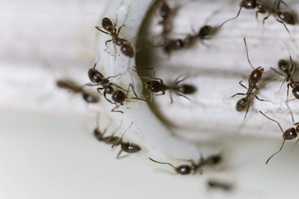 Group of ants walking on a cable (Jorge Villalba / Getty Images / iStockphoto)