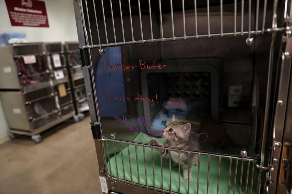 Los hermanos Nutter Butter y Chips Ahoy fueron adoptados recientemente en Salem Friends of Felines en Keizer, Oregon, el miércoles 22 de febrero de 2023.