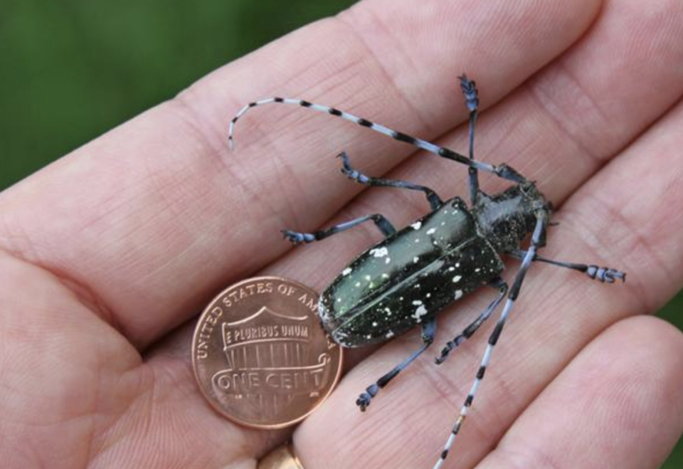 The Asian long-horned beetle was found in 2021 by a homeowner in Hollywood, South Carolina