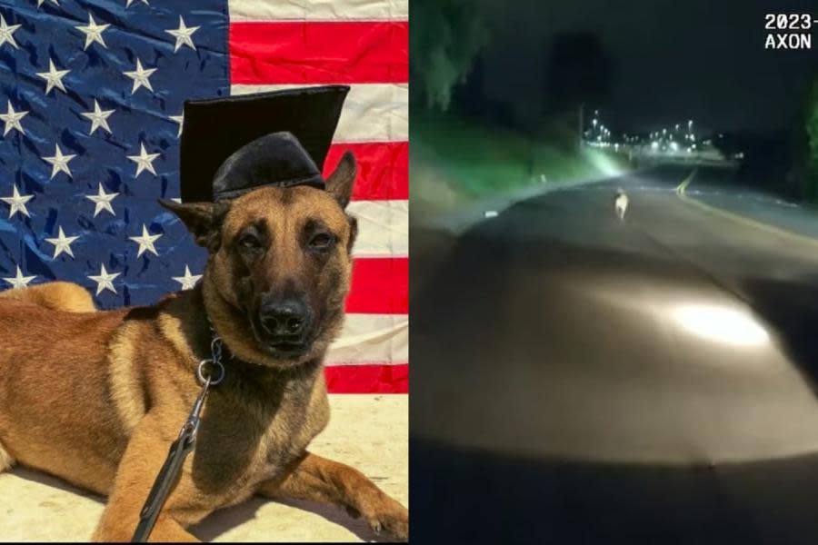 Policía de San Diego revela la heroica secuencia en la que el K9 "Sir" perdió la vida