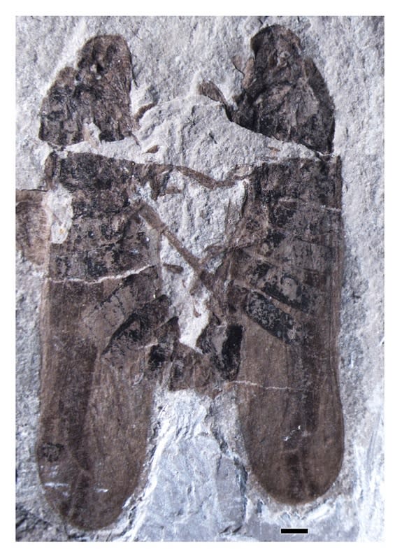 A fossil of two ancient insects in a love clinch has been unearthed in China. The fossil is the oldest example of insect sex ever found.