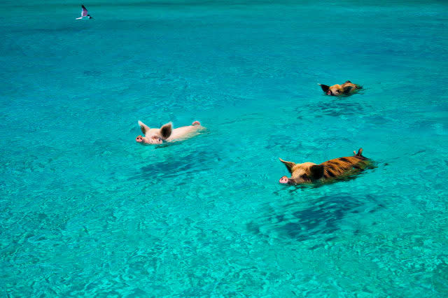 Pigs swim