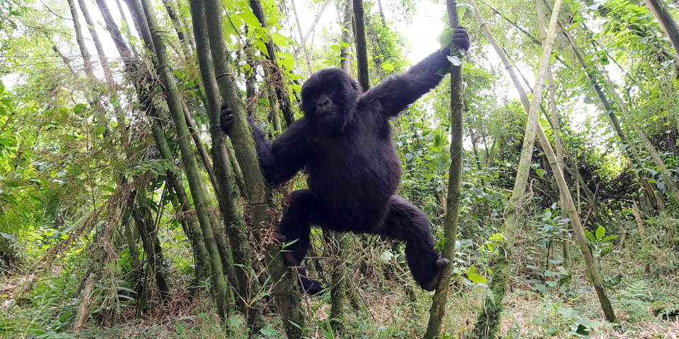A mountain gorilla moves from branch to branch in a scene from Immotion's Gorilla Trek, a virtual reality experience at the Milwaukee County Zoo.