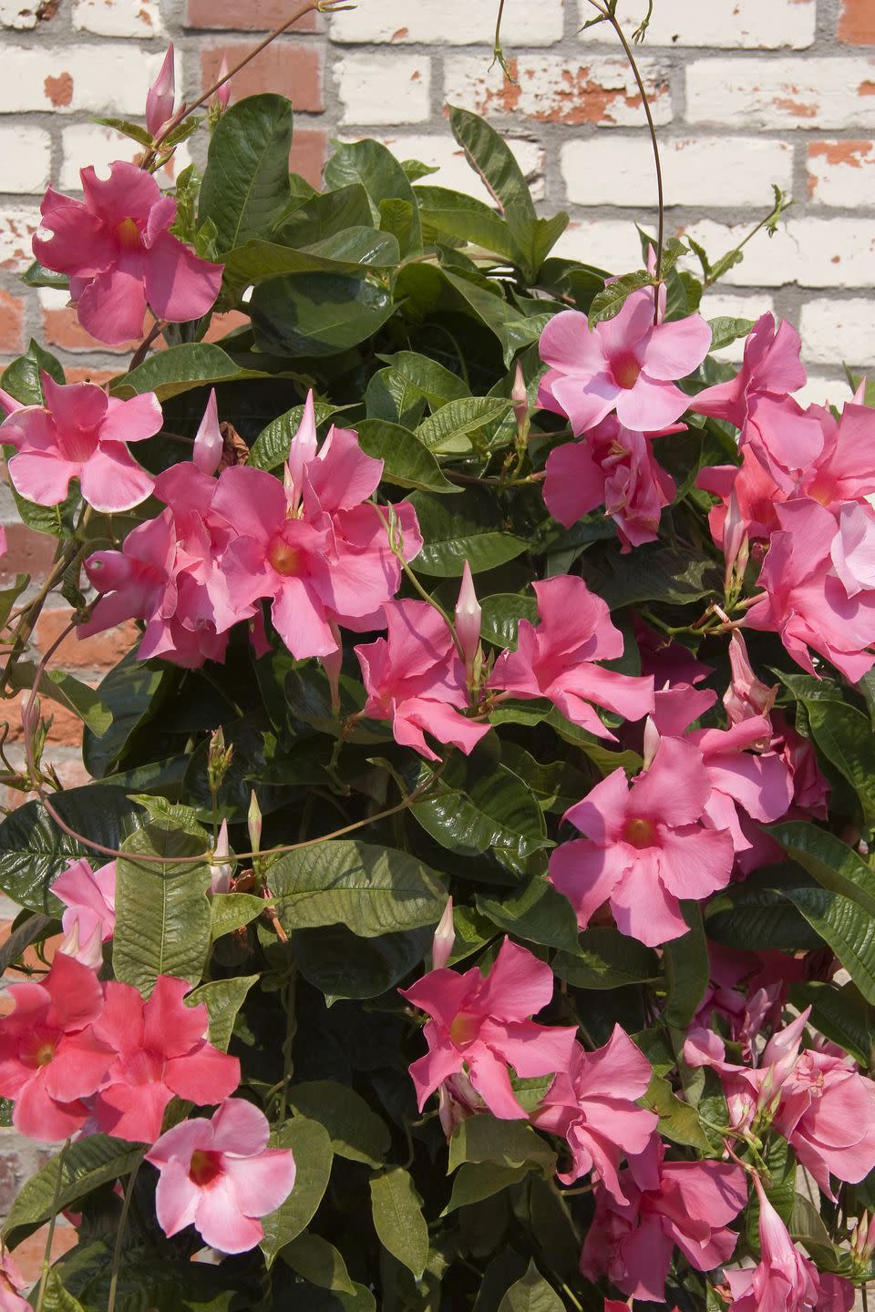 patio plants, close up of pink mandevilla plant