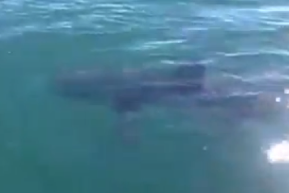 'Great white shark' filmed off Cornwall