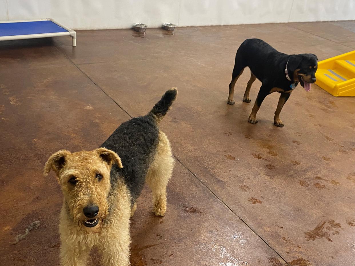 Dogs play at the indoor-camp room at ShowBiz Dog Resort on June 15, 2022, in Lafayette,  Ind. This facility was previously known as Pooch Palace before Michael Switzer purchased the business.