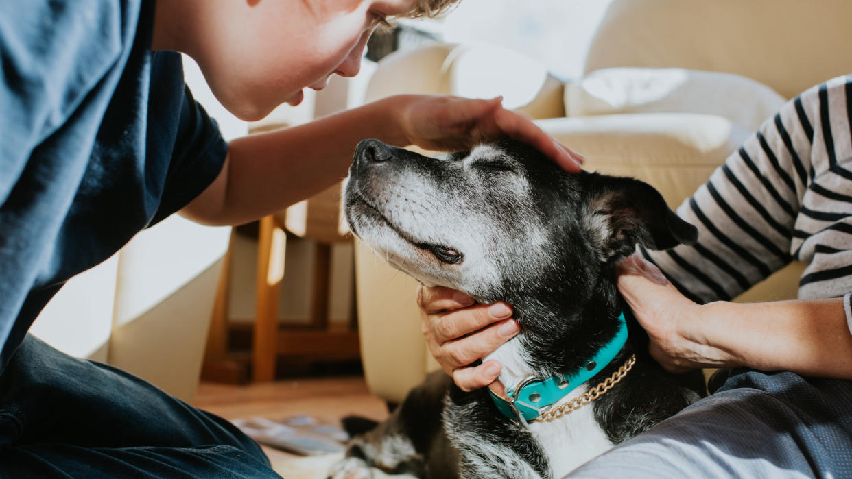 Elderly dog being petted