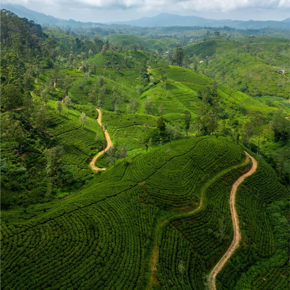 The new, nearly 200-mile Pekoe Trail winds through Sri Lanka’s central highlands, passing remote villages and tea estates. Tom Sigler, Weekend Hiker