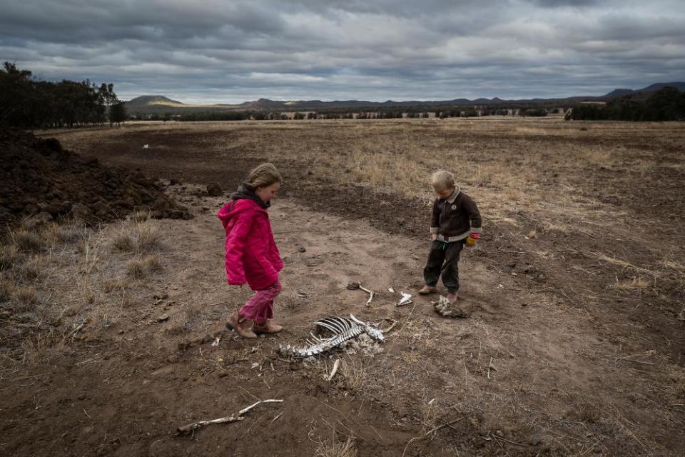 Heidi, 7, and Harry Taylor play near the bones of dead livestock on their family farm.