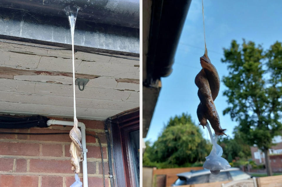 Two snails hang upside down from the ceiling, connected by a slime thread in both photos