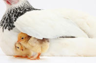 <p>Two yellow chicks under wing of mother hen. (Warren Photographic/Mercury Press) </p>