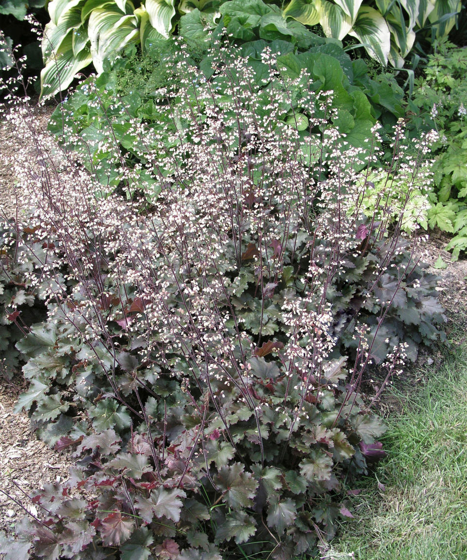 Heuchera Ebony and Ivory