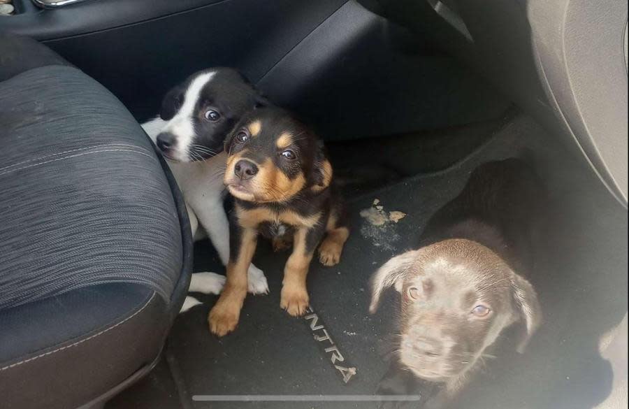 Pups after rescue. Courtesy: Tunica Humane Society; Dog