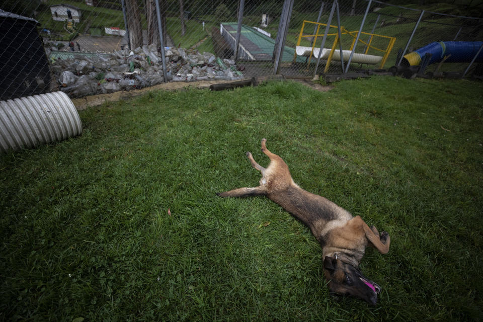 Un perro se revuelca en el pasto cerca de una pista de obstáculos en una instalación de entrenamiento del ejército de Colombia, el miércoles 21 de junio de 2023, en Bogotá. (AP Foto/Iván Valencia)