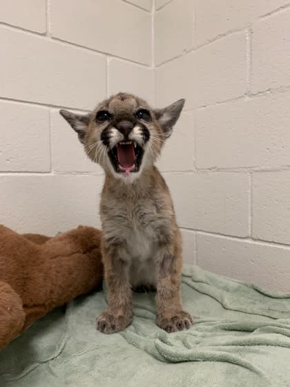 The cub is sitting on her hind legs and her mouth is wide open for a roar.