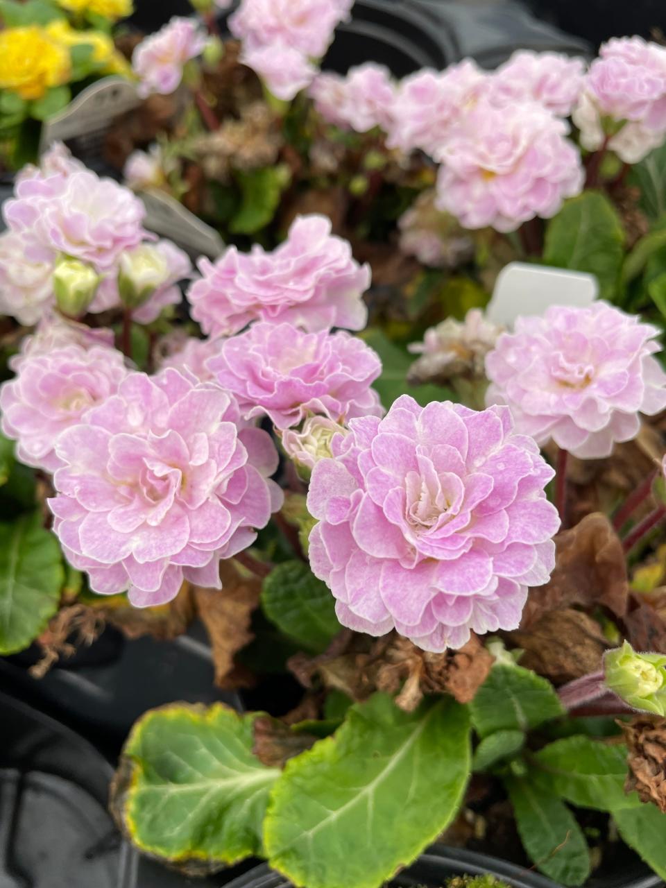 Flowering in Yew Dell’s unheated poly houses right now is the stunning Pink Ice primrose – an early and excellent selection of a group of plants usually considered too fussy for southern climates.