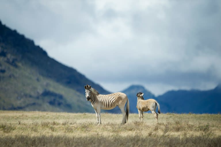 Rau quagga walk on Elandsfontein farm, in the Riebeeck Valley, on February 3, 2016, near Cape Town