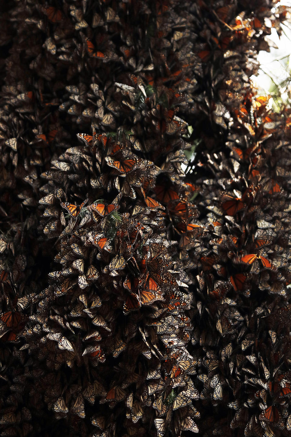 Monarch butterflies cluster in the Amanalco de Becerra sanctuary, on the mountains near the extinct Nevado de Toluca volcano, in Mexico, Thursday, Feb. 14, 2019. In towering firs above and below the butterflies hung in massive clumps on sagging boughs. Their brilliant orange and black colors were hidden by the pale underside of their closed wings as they clung to each other in the clusters. (AP Photo/ Marco Ugarte)
