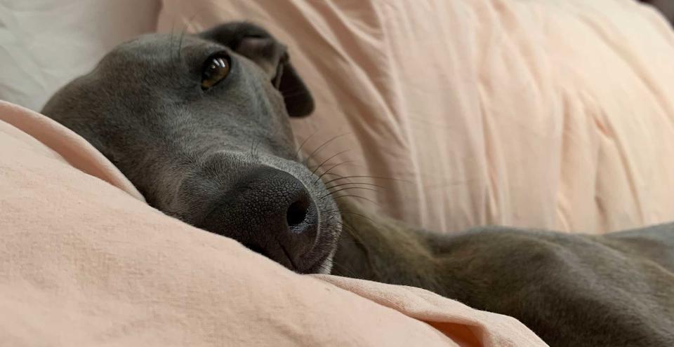 Blue whippet in bed with pink linen bedding to support advice for why you should never let your pets sleep in  your bed