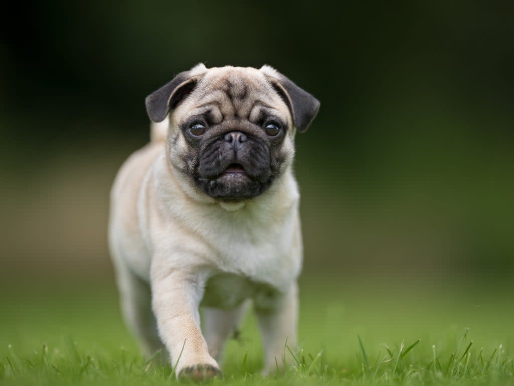 Pugs are a flat-faced breed (Getty Images/iStockphoto)