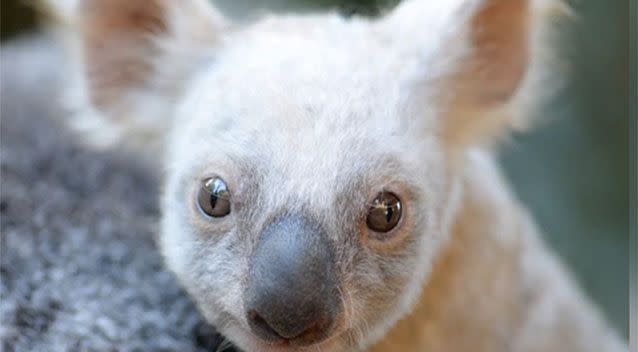 A rare pale koala baby has been born at Australia Zoo. Source: Australia Zoo