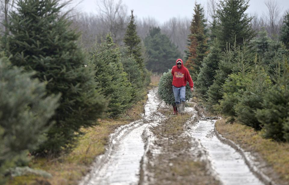 Lee Farley, of Edinboro, carries a Christmas tree down a muddy, icy path, Dec. 4, 2016, after cutting it down at Rick Walker Farms in Washington Township. 