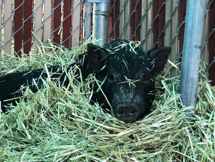 Meet Piggy Smalls... found in East Palo Alto