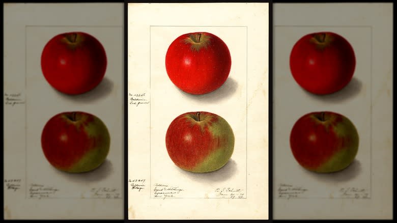 Vintage illustration of Baldwin apples
