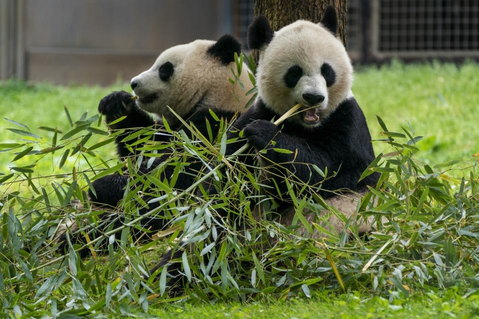 FILE - Giant pandas eat bamboo at the Smithsonian's National Zoo, May 4, 2022, in Washington. Panda lovers in America received a much-needed injection of hope Wednesday, Nov. 15, 2023, as Chinese President Xi Jinping said his government was “ready to continue” loaning the black and white icons to American zoos. (AP Photo/Jacquelyn Martin, File)