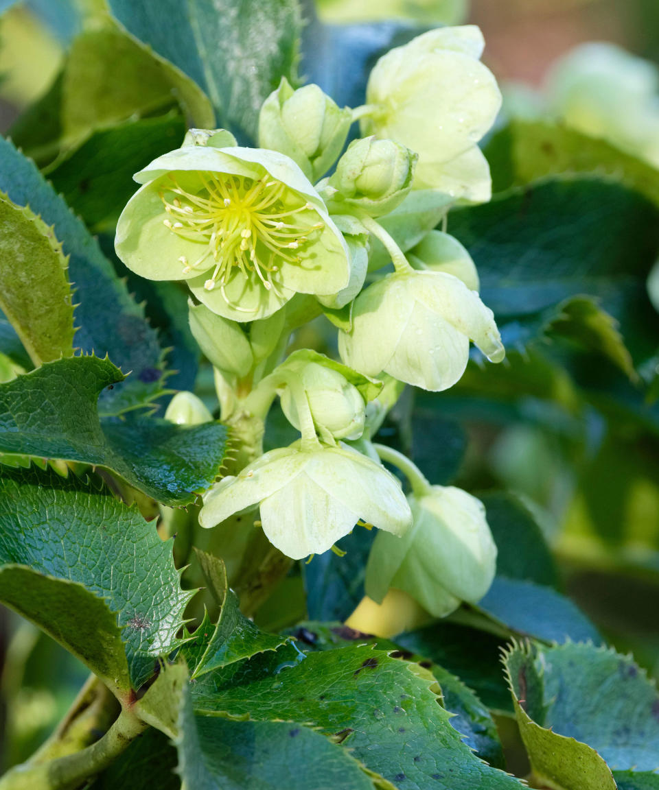 Helleborus argutifolius