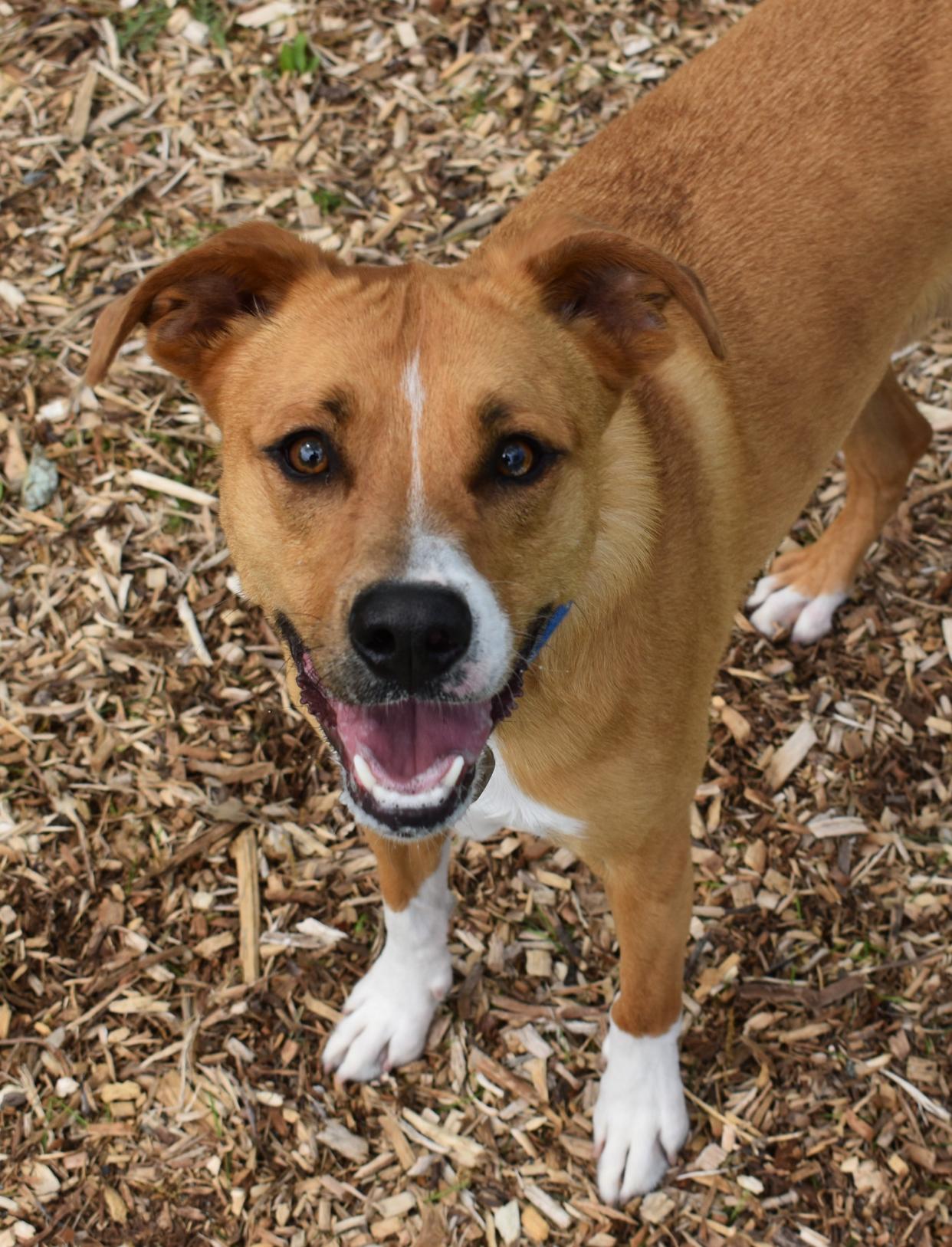 A dog is clearly ready for his (or her) close-up at a new dog park in Cherry Hill.