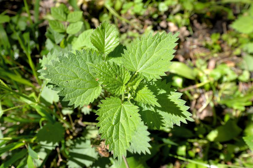 Common nettle plants with stinging leaves growing wild in the woods in England in the UK