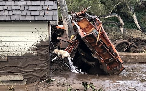 A search dog looks for victims in damaged homes  - Credit: Reuters