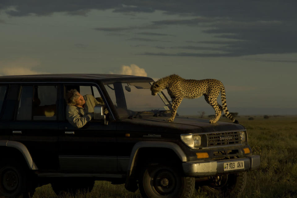 Cat Wars: Lion vs. Cheetah