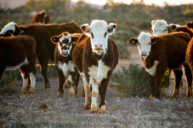 Grazing cows.